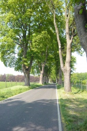 Hinter Aldenhoven bietet sich ein Abstecher zu Schloss Dyck an. Das Bild zeigt den Weg dorthin.
