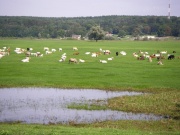 Auenlandschaft