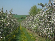 Obstplantagen