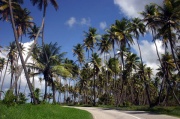 Coconut Crove