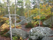 Wald von Fontainebleau im Herbst