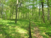 Reste des Kleinkastells auf dem Rehberg