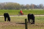 Am Elbdeich
