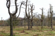Im Wald hinter Voigtsdorf
