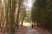 Im Wald bei Eldenburg