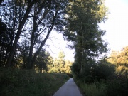 Aulandschaft bei Mitterkirchen, am linken Donauufer