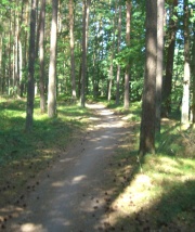 Waldweg zwischen Mönkebude und Leopoldshagen