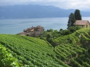 Weinberge bei Epesses