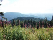 Blick über die Höhen des Schwarzwaldes