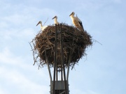 Storchennest Kleindröben