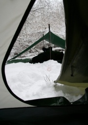 Tarp