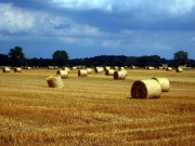 Sommerlandschaft auf Usedom