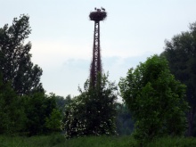 Störche in den Rheinauen