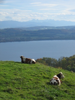 Blick vom Mont Vully über den Murtensee Richtung Freiburger Alpen